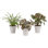 Costa Farms Indoor Exotic Angels Clean Air Collection House Plant in 4-inch Decor Pot
