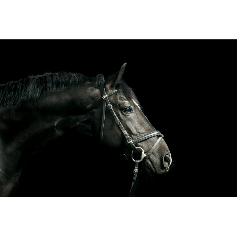 Portrait d'un cheval noir par Pixalot, H 12 po x l 18 po