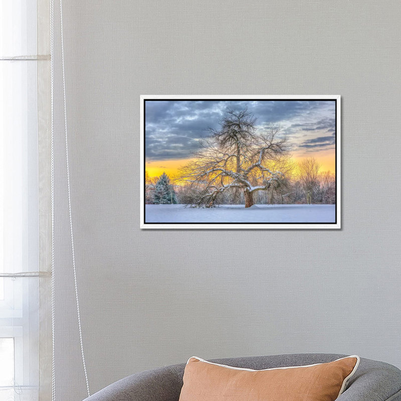 Apple Tree Winter by David Gardiner - Print on Canvas, 101.6 cm H x 66.04 cm W, White Framed