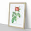 Red Gallic Rose by Pierre-Joseph Redoute - Picture Frame Painting Print-55597932-55597931