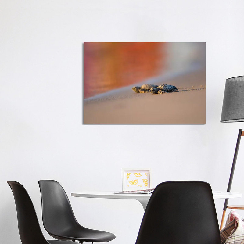 Kemp's Ridley Sea Turtle Hatchling II by Larry Ditto - Wrapped Canvas Print, 101.6 cm H x 66.04 cm W x 1.91 cm D