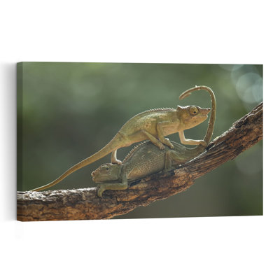 Chameleon Couple On Branch Lizard Tropical Wall Art Print 1 Piece Wrapped Canvas Wall Art