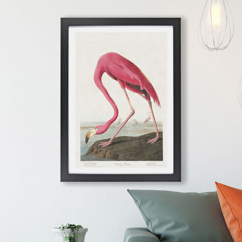 Pink Flamingo by John Audubon - Single Picture Frame Painting, Black, 45cm H x 63cm W x 2cm D