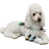 Caniche blanc n'est pas disponible