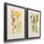Croquis botanique antique IV - ensemble de 2 reproductions d'art sur papier encadré