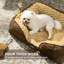 Polyester Pet Bed-101277148-101277149