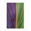 Canna sur toile-659543061