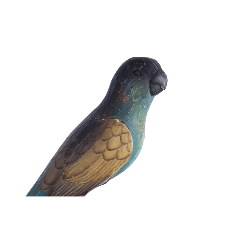 Hooded Parrot