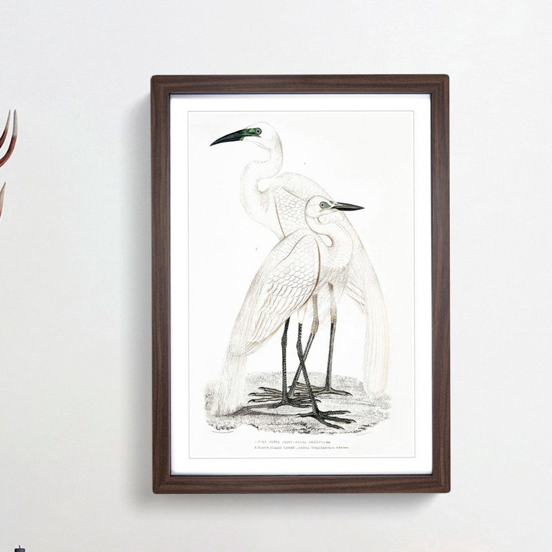 Illustration of White Herons by John Edward Gray - Picture Frame Painting Print, 36cm H x 27cm W x 2cm D, Walnut Framed