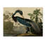 «Johniana Audubon» par John James Audubon-31354370-35748152