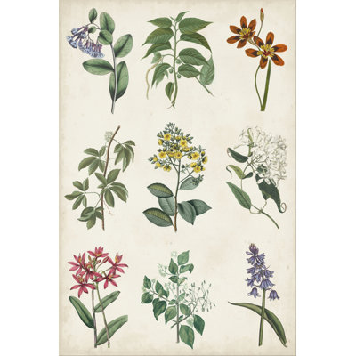 Botanical Chart I - Painting