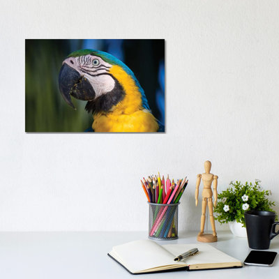 Blue And Yellow Macaw Pantanal by Mogens Trolle - Wrapped Canvas Gallery-Wrapped Canvas Giclée