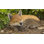 Fox Sleeping Statue