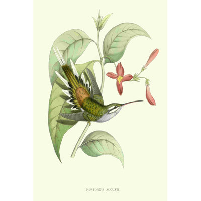 Colibri et Bloom III