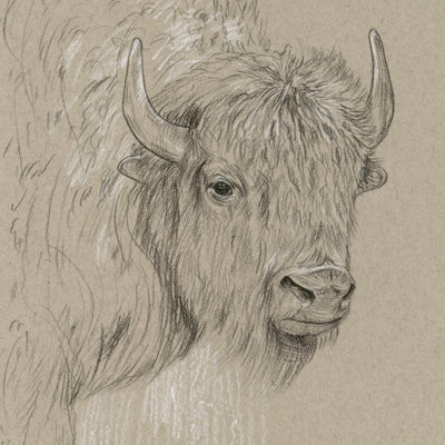 Croquis de bison I