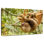 Brampt Sloth On A Tree