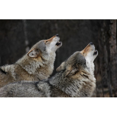 Howling Wolves - Wrapped Canvas Print