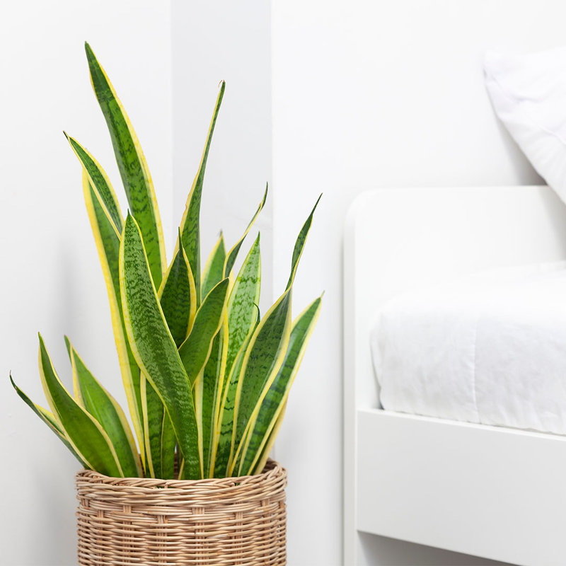 Golden Edge Sansevieria Snake Plant in 6-Inch Pot