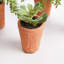 SUCCULENTS EN POT 8,5 po, ENSEMBLE DE 6