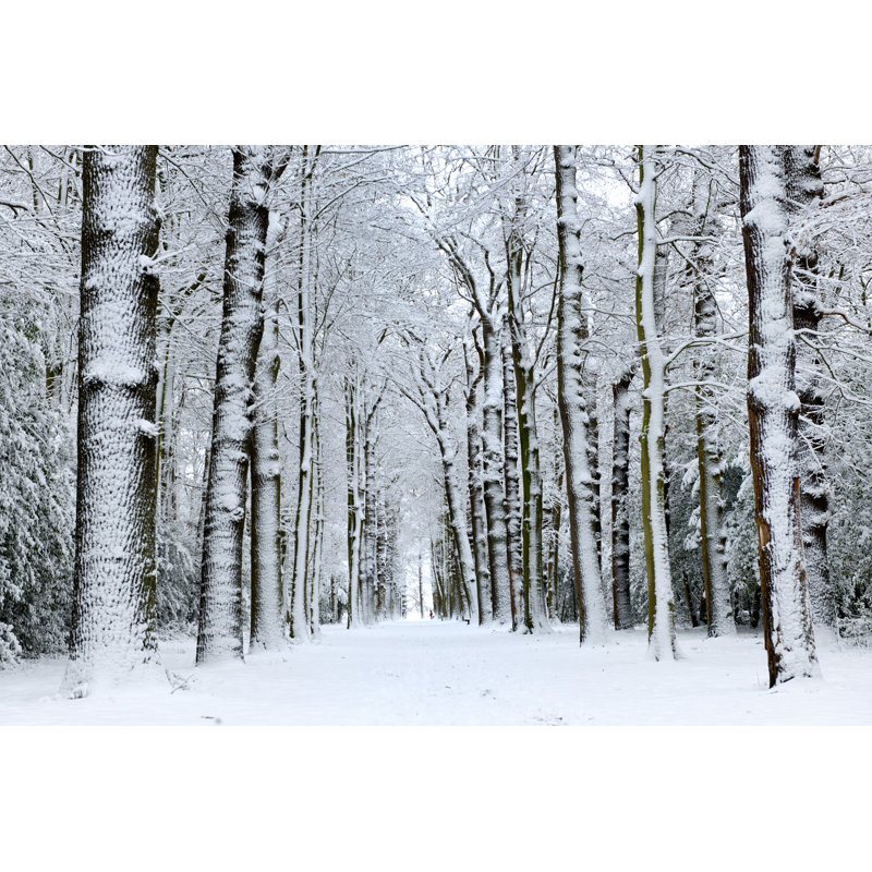 Forest In Winter - Wrapped Canvas Print, 81cm H x 122cm W x 3.8cm D