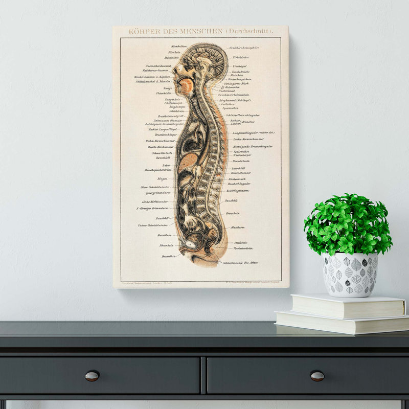 Anatomy Chart In German - Wrapped Canvas Print, 50cm H x 35cm W x 3cm D