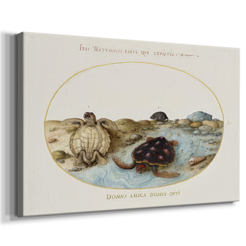 Hoefnagel Sea Vignettes II - Cavas enveloppés de galerie, 24 x 36