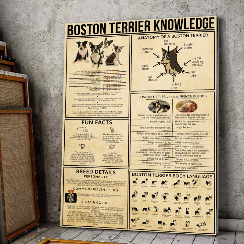 Toile tendue Boston Terrier, H 36 po x l 24 po x P 2 po