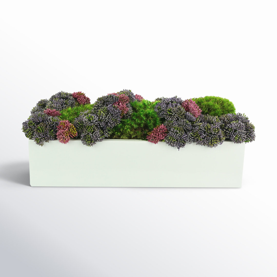 Multi Colored Sedum In White Planter Birch Lane™