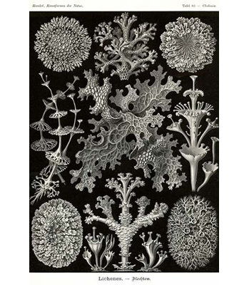 « lichens » par ernst haeky-impression d’art graphique