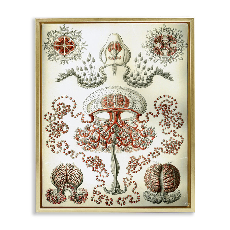  «Classic Haeckel» par Graffi * Tee, H 31 po x l 25 po, Cadre flottant métallique doré