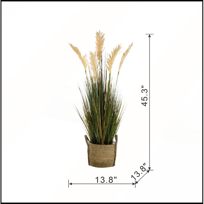 Herbe de la pampa en pot