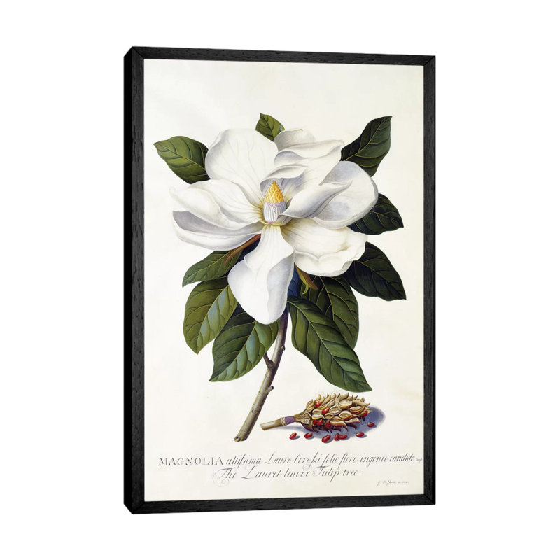 Magnolia Grandiflora, C.1743 1 Piece Painting on Canvas, 101.6 cm H x 66.04 cm W, Black Framed