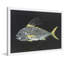 " Roosterfish " by Warren Sellers-19067484-40536341
