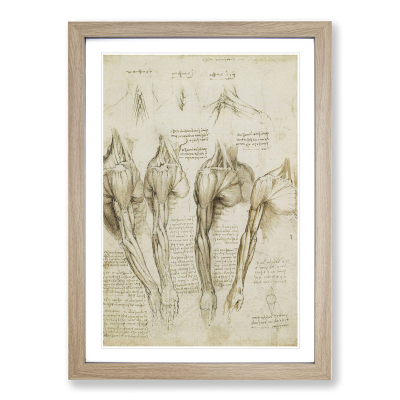 Human Anatomy Vol.8 by Leonardo Da Vinci - Picture Frame Drawing, Oak Framed, 36cm H x 27cm W x 2cm D