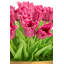 Louisa RealTouch Tulip Arrangement