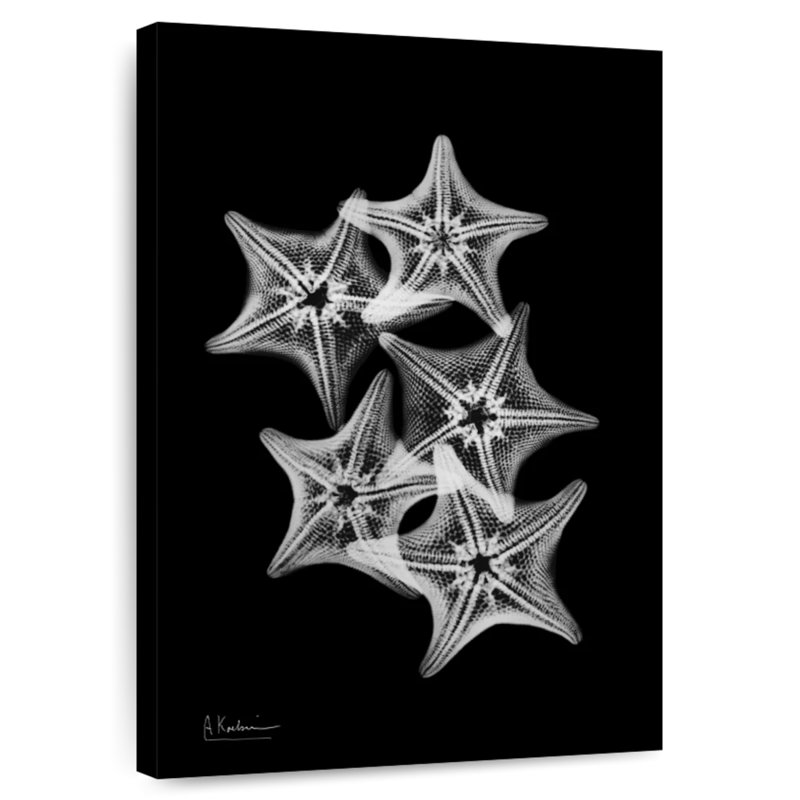 Brampt Starfish Collage, 39" H x 26" W