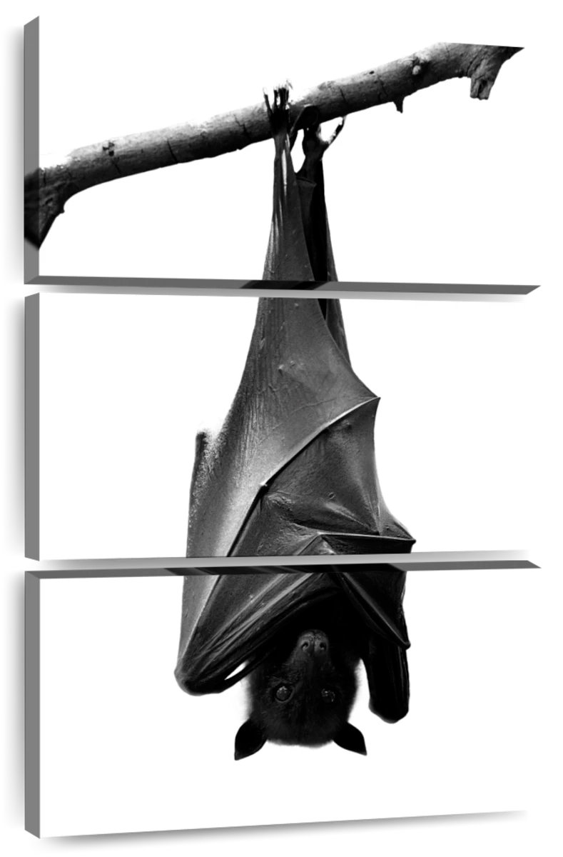 Inverted Bat Ebern Designs Brampt Monochrome Upside Down Bat | Wayfair