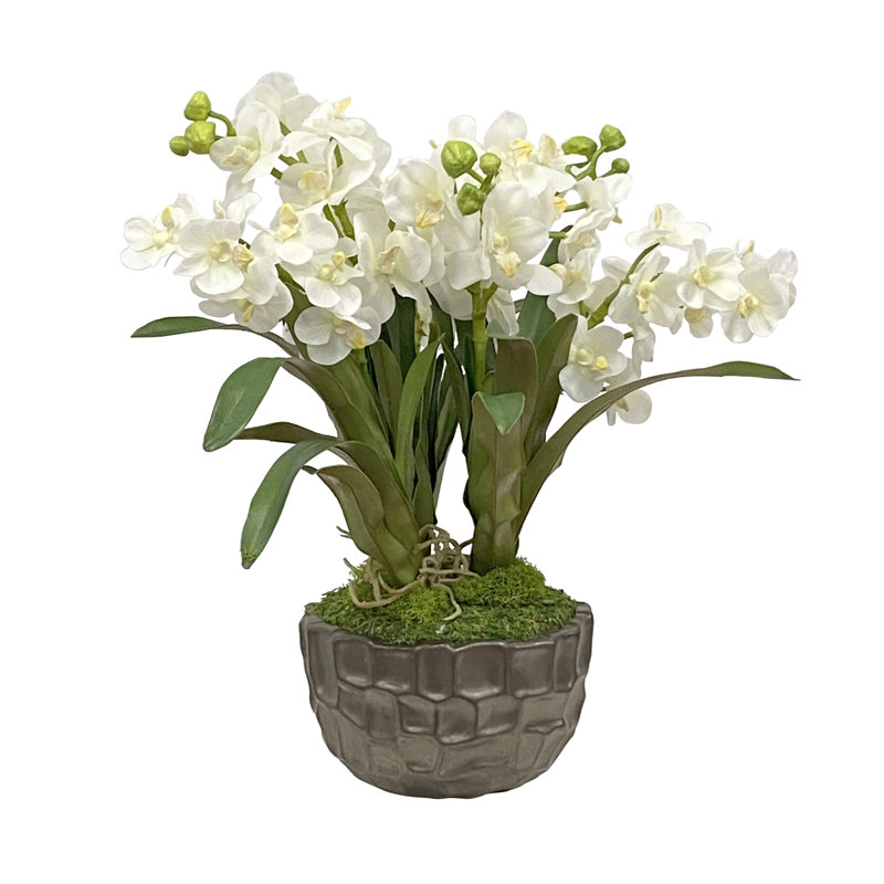 Orchid in Pot