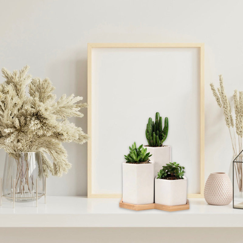 Jhasmine Ceramic Pot Planter