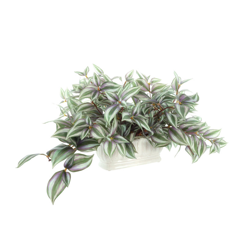 Tradescantia en pot de céramique, Vert