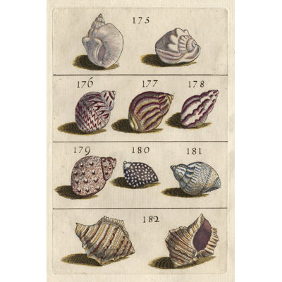Shell Collection VI - No Frame Painting on Canvas