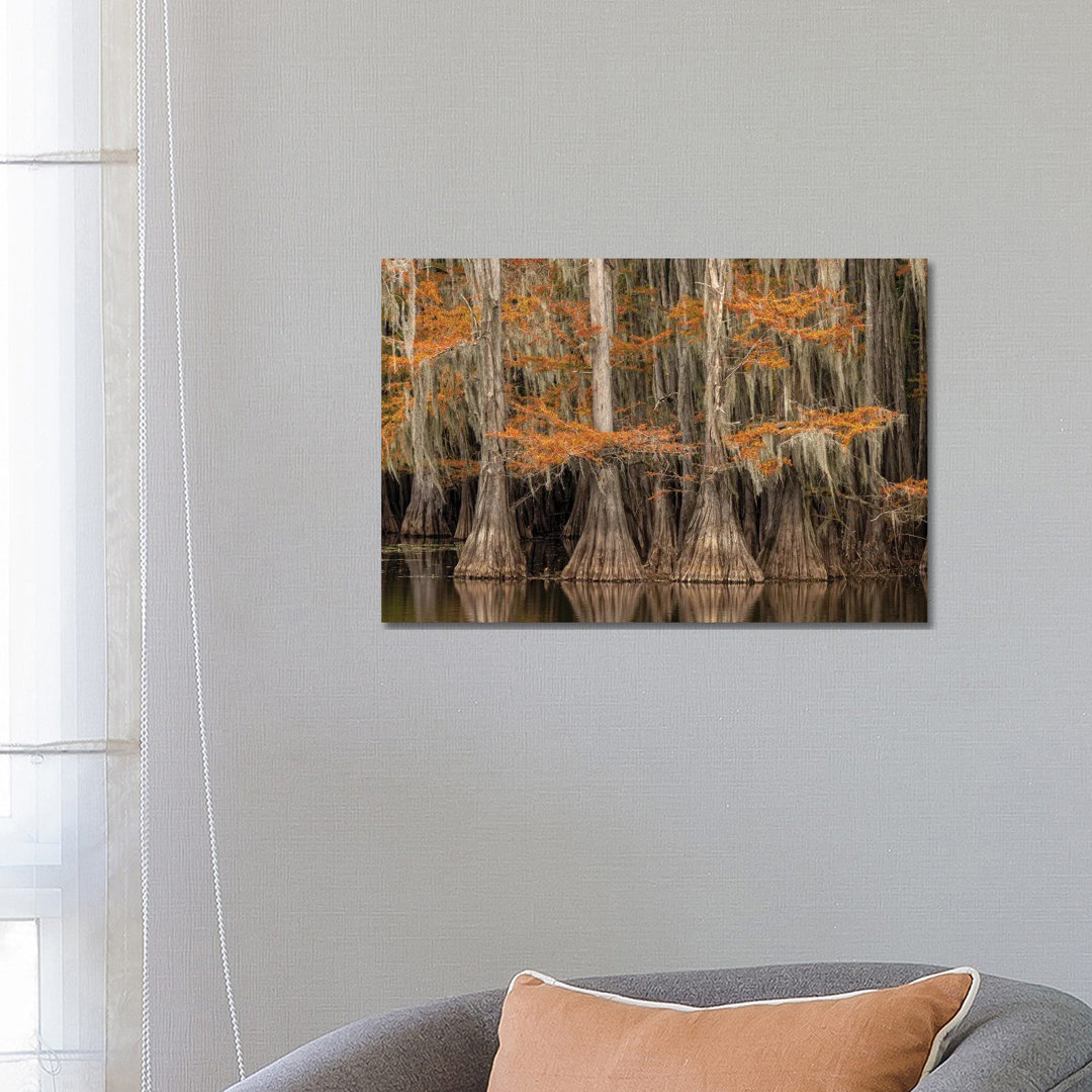 Bald Cypress Tree Draped In Spanish Moss With Fall Colors. Caddo Lake State Park, Uncertain, Texas von Adam Jones - Gall...