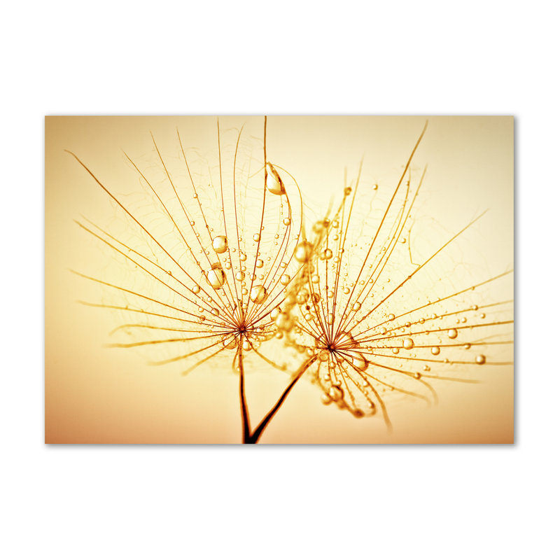 Dandelion Seeds - Wrapped Canvas Print