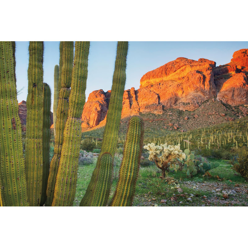 «Leonione Organ tuyau cactus National Monument Arizona sur toile» par Alan Majchrowicz, H 12 po x l 18 po