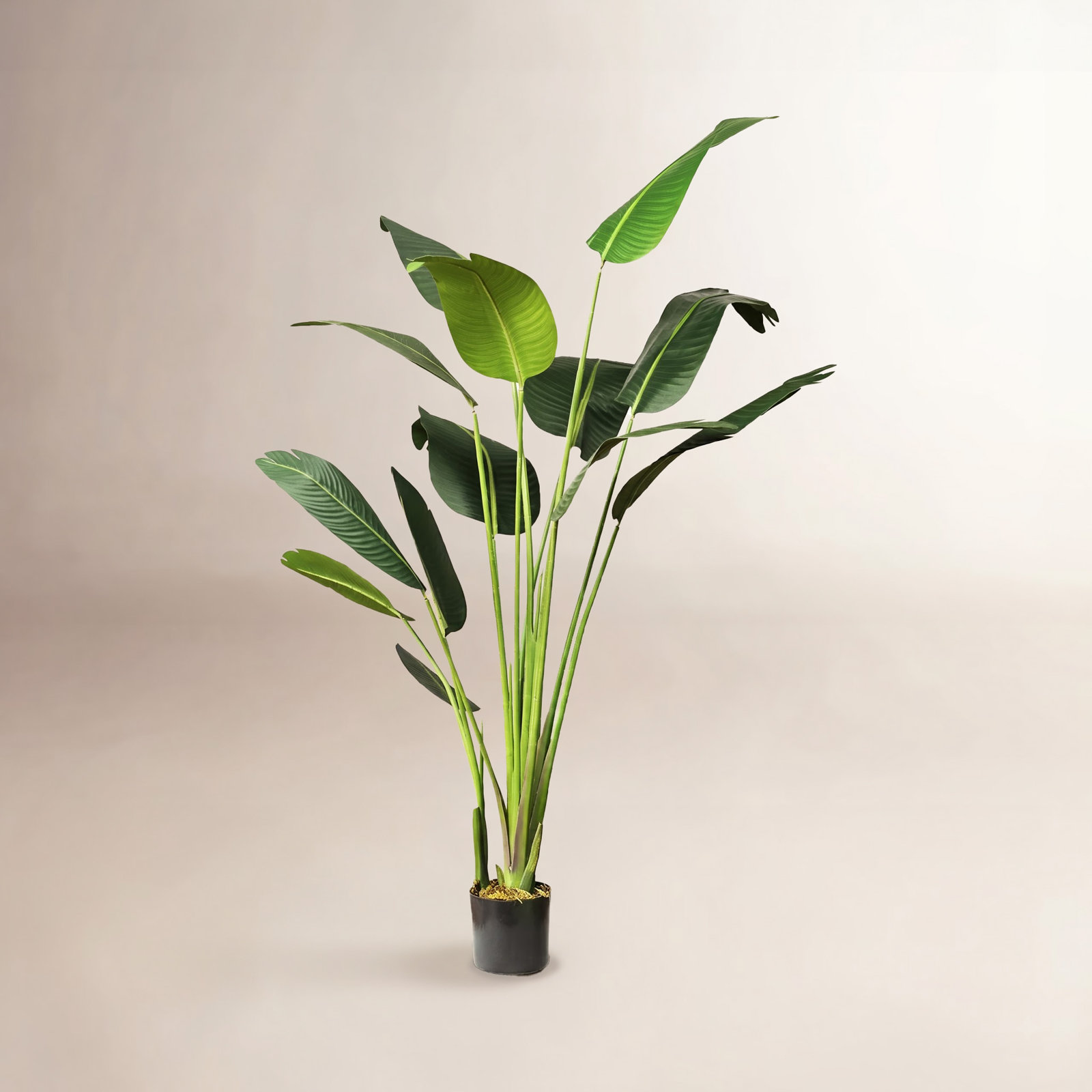 Banana Leaf Plant in Pot, 63.2" H x 25" W x 25" D, 1