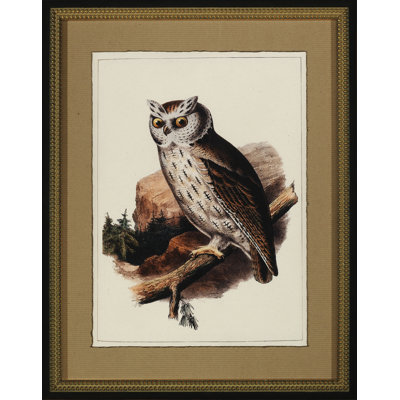 Antique Owl II Print