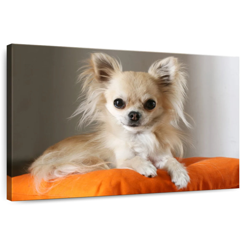 Crowhu Chihuahua sur un oreiller, H 30 po x l 45 po