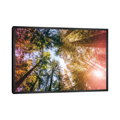 California Redwoods, Sun-Rays, And Sky by Elena Kulikova - Floater Frame Print on Canvas