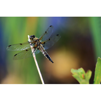 Derykah " Dragonfly "