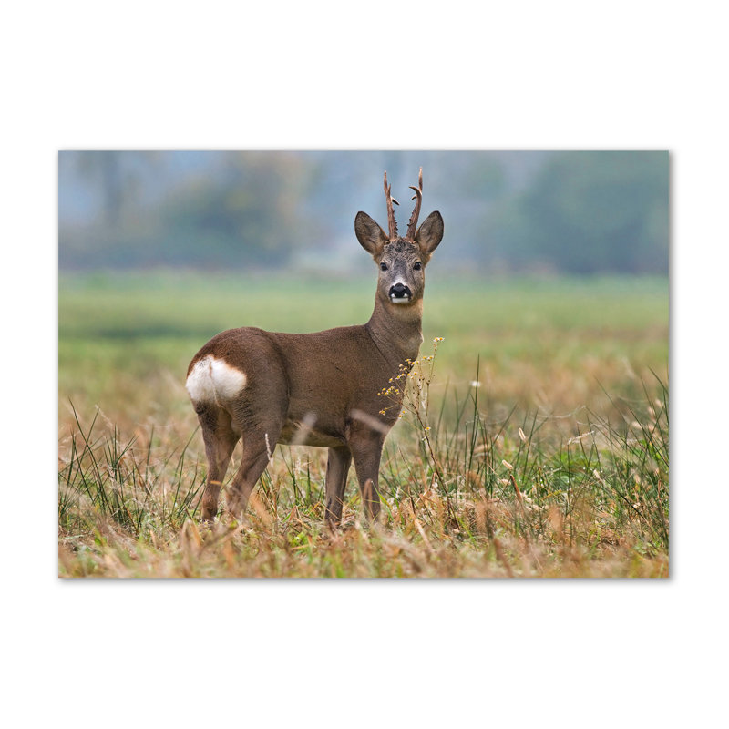 Roe - Wrapped Canvas Print